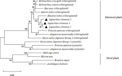 Diverse mechanisms associated with cyhalofop-butyl resistance in Chinese sprangletop (Leptochloa chinensis (L.) Nees): Characterization of target-site mutations and metabolic resistance-related genes in two resistant populations